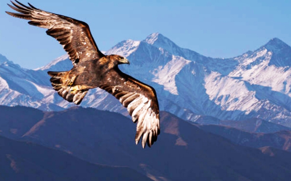 L'esprit de l'aigle Aigle royal au-dessus des montagnes