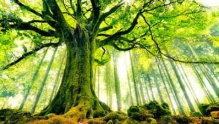 Soins chamaniques Arbre majestueux - soins chamaniques et énergétiques