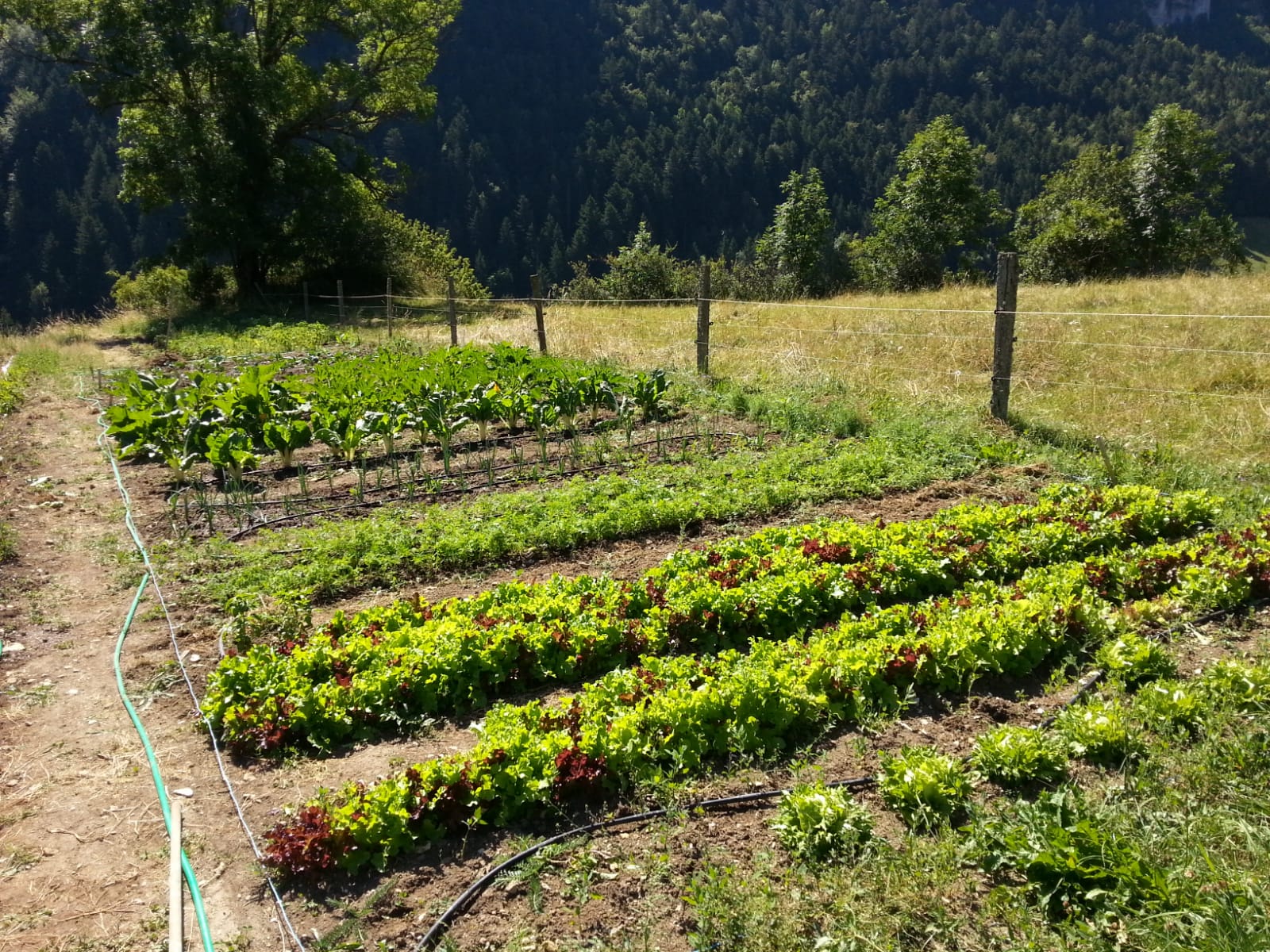 Le potager bio de Jean Guy